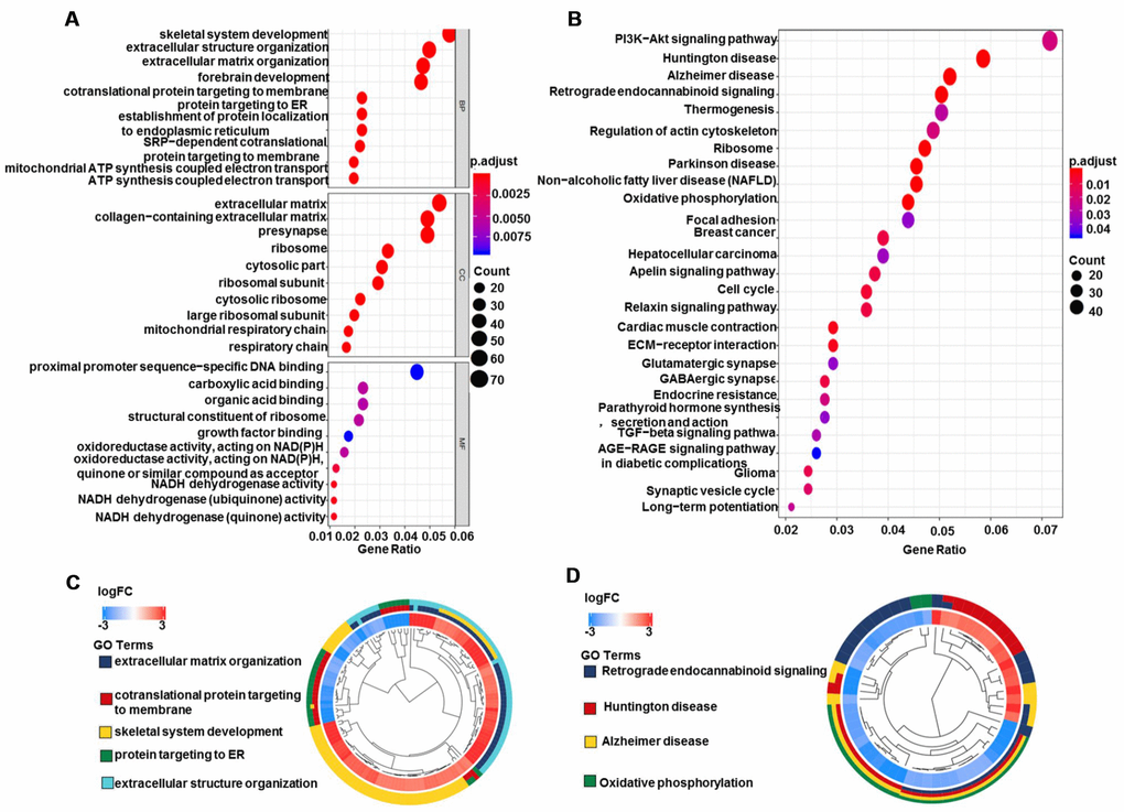 GO and KEGG pathway analyses of DEGs in glioma. (A) Biological process, cell components, and molecular function enrichment analyses of DEGs. (B) KEGG pathway analysis of DEGs. Only pathways with a P-value C) GO and (D) KEGG pathway cluster analyses. Abbreviation: DEGs, differentially expressed genes; BP, Biological process; CC, cell components; MF, Molecular function; FC, fold change.