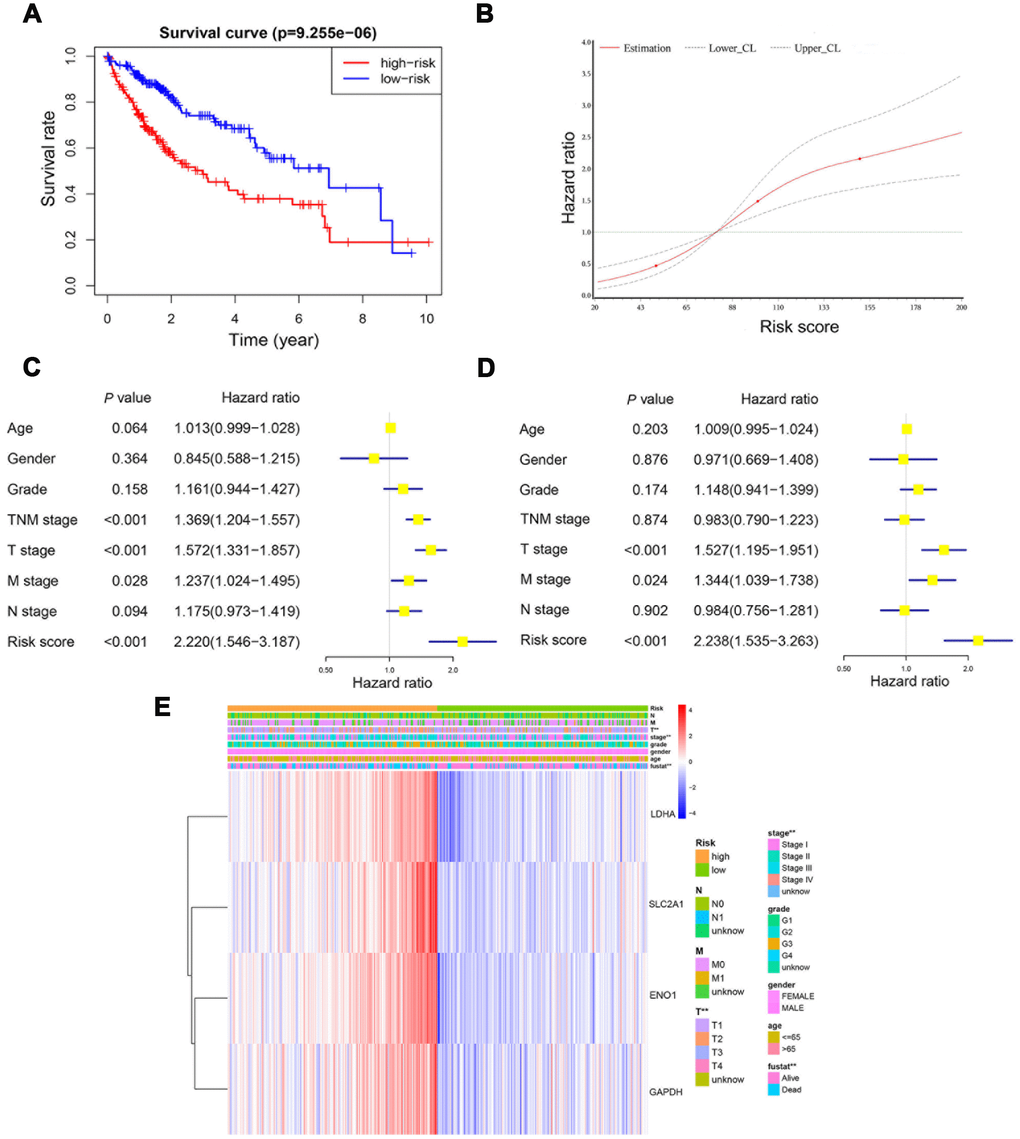 The risk score was an independent prognostic predictor in the derivation cohort. Kaplan-Meier plot showed that patients at high-risk exhibited a significantly poorer overall survival compared with those at low-risk (A). RCS curve showed an increased risk for overall survival accompanied by corresponding higher risk score (B). Univariate and multivariate Cox regression model indicated that the risk score was an independent prognostic predictor for overall survival (C, D). Chi-square test showed the correlation between risk score and T stage and TNM stage (E). *, P