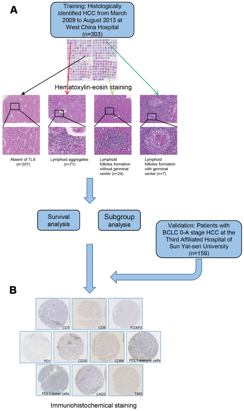 A flow diagram showing the characterization of intratumoral TLS. Patients were classified into 4 groups according to hematoxylin-eosin staining (A) absence of TLS; presence of lymphoid aggregates; intratumoral lymphoid follicles without germinal center; and intratumoral lymphoid follicles with germinal center. Samples from patients in training and validation cohort were examined by immunohistochemical staining (B). TLS, tertiary lymphoid structures.