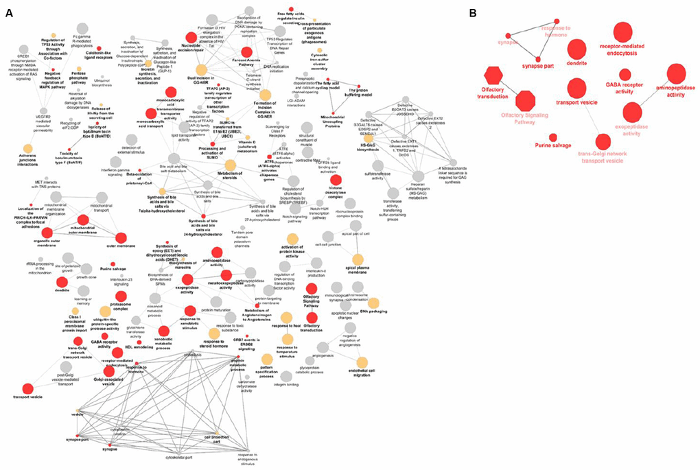 Visualization of the gene-sets and pathways enriched in primary GSEA analysis (A) and replicated in VEGAS and PASCAL (B). The size of the nodes corresponds to the number of the genes associated with a term. The significance is represented by the color of the nodes (P P P > 0.1 are represented by red, yellow and gray, respectively).