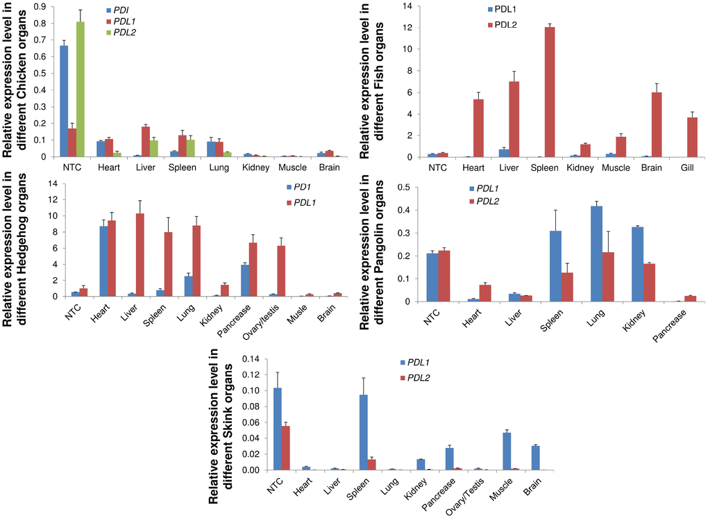 qRT-PCR analysis of PD1, PD-L1 and PD-L2 genes in different animal tissues. Expression patterns of genes in different tissues were examined. Heart, liver, spleen, lungs, kidney, pancreas, brain, were used for quantitative reverse transcription (qRT-PCR) polymerase chain reaction. Transcript levels are expressed relative to that of beta-actin. NTC: negative control.