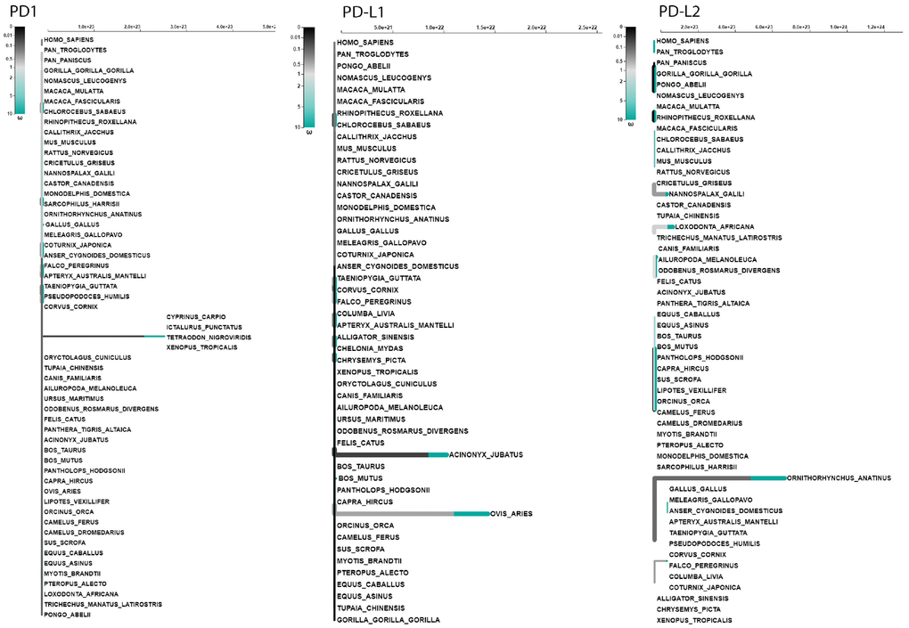 Adaptive branch-site REL test for episodic diversifying selection in PD1, PD-L1 and PD-L2 genes. The phylogenetic tree scaled on the expected number of substitutions/nucleotides. The hue of each color indicates the strength of selection, with primary red corresponding to ω > 5, primary blue to ω = 0 and grey to ω=1. The width of each color component represents the proportion of sites in the corresponding class. Thicker branches have been classified as undergoing episodic diversifying selection by the sequential likelihood ratio test at corrected ≤0.05.