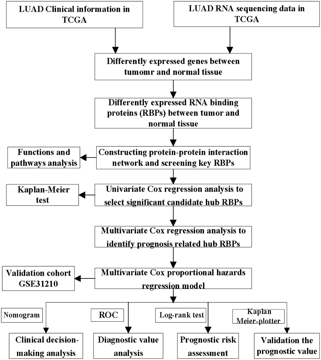 Whole procedures for analyzing RBPs in lung adenocarcinoma.