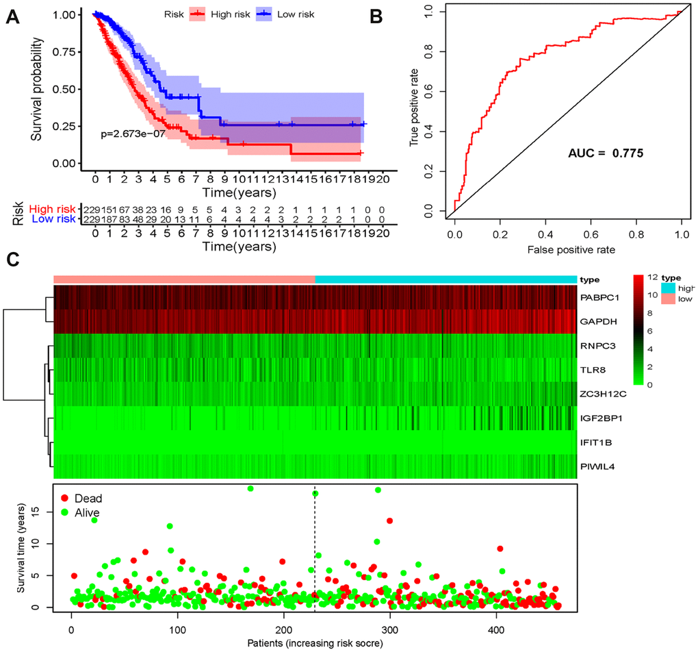 Risk score analysis of eight-genes prognostic model in the TCGA cohort. (A) Survival curve for low- and high-risk subgroups; (B) ROC curves for forecasting OS based on risk score; (C) Expression heat map, risk score distribution, and survival status.