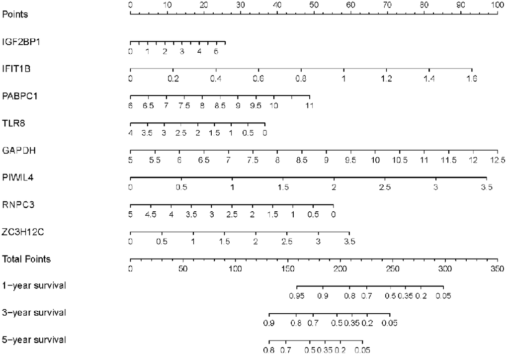 Nomogram for predicting 1-, 3-, and 5-year OS of LUAD patients in the TCGA cohort.