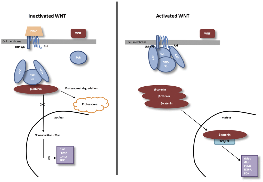 The canonical WNT/β-catenin pathway. Inactivated WNT: Under physiologic circumstances, the cytoplasmic β-catenin is linked to its destruction complex, consisting of APC, AXIN and GSK-3β. β-catenin is phosphorylated by GSK-3β. Thus, phosphorylated β-catenin is destroyed into the proteasome. Then, cytoplasmic level of β-catenin is kept low in the non-presence of WNT ligands. If β-catenin is not accumulated in the nucleus, the TCF/LEF complex does not stimulate the target genes. DKK1 inhibits the WNT/β-catenin pathway through the bind to WNT ligands or LRP5/6. Activated WNT: When WNT ligands activate both FZD and LRP5/6, DSH is stimulated and phosphorylated by FZD. Phosphorylated DSH in turn activates AXIN, which comes off β-catenin destruction complex. Thus, β-catenin escapes from phosphorylation and then accumulates in the cytoplasm. The accumulated cytosolic β-catenin moves into the nucleus, where it interacts with TCF/LEF and stimulates the transcription of target genes.