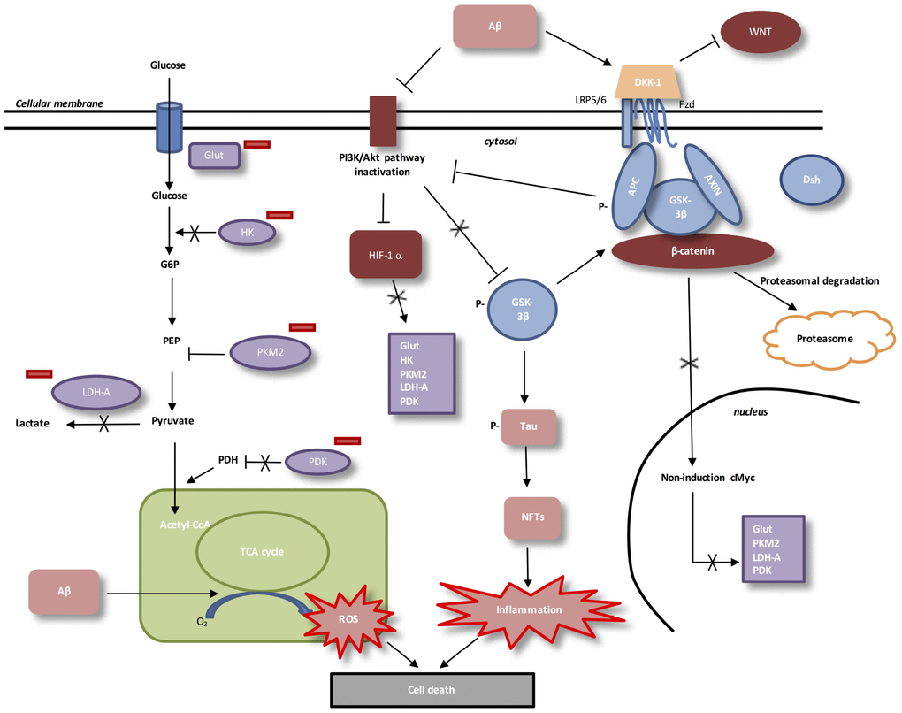 Interactions between Aβ, WNT pathway and energy metabolism in AD. In AD, Aβ protein activates DKK-1, an inhibitor of WNT pathway. In absence of WNT ligands, cytosolic β-catenin is phosphorylated by GSK-3β. APC and Axin combine with GSK-3β and β-catenin to enhance the destruction process in the proteasome. β-catenin does not translocate to the nucleus et does not bind TCF/LEF co-transcription factor. WNT taget genes, such as cMyc, are not activated. Aβ protein accumulation decreases level of PI3K/Akt pathway and results in inactivation of HIF-1alpha. Downregulation of beta-catenin reduces the expression of PI3K/Akt signaling. HIF-1alpha inactivated does not stimulate Glut, HK, PKM2, LDH-A and PDK1. Inactivation of HIF-1alpha involves PKM2 non-translocation to the nucleus. PKM2 inhibits PEP cascade and the formation of pyruvate. PKM2 does not bind beta-catenin and does not induce cMyc-mediated expression of glycolytic enzymes (Glut, LDH-A, PDK1). Inhibition of Glut and HK involves glucose hypo-metabolism with decreased in glucose transport and phosphorylation rates. PDK1 does not inhibit PDH, which stimulates pyruvate entrance into mitochondria. Aβ toxicity is associated with mitochondrial-derived ROS (reactive oxygen species). GSK-3β phosphorylation activates hyperphosphorylation of Tau, which induces neurofibrillary tangles and neuroinflammation.