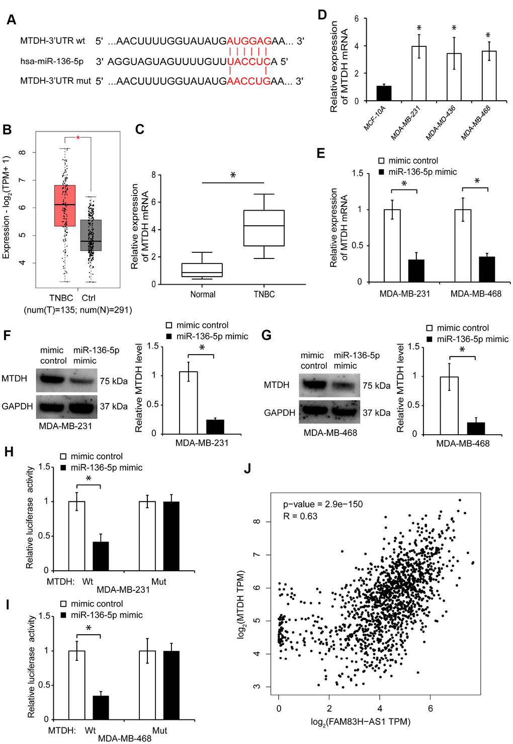 MiR-136-5p suppresses MTDH expression in TNBC cells. (A) Predicted binding site of miR-136-5p in MTDH sequence and mutated nucleotides. (B) MTDH expression in TNBC tissues analyzed using GEPIA 2 dataset. (C) qRT-PCR analysis of MTDH expression in human TNBC tissues. (D) qRT-PCR analysis of MTDH expression in MDA-MB-231, MDA-MB-436, MDA-MB-468, and MCF-10A cells. (E) MTDH expression in TNBC cells transfected with mimic control or miR-136-5p mimic. (F, G) Western blot analysis of MTDH protein levels in TNBC cells transfected with mimic control or miR-136-5p mimic. (H, I) Overexpression of miR-136-5p represses the luciferase activity in TNBC cells transfected with MTDH-Wt, evaluated by luciferase reporter assays. (J) Correlation between FAM83H-AS1 and MTDH expression in breast cancer tissues analyzed by Spearman’s rank test using the GEPIA 2 dataset. * p 