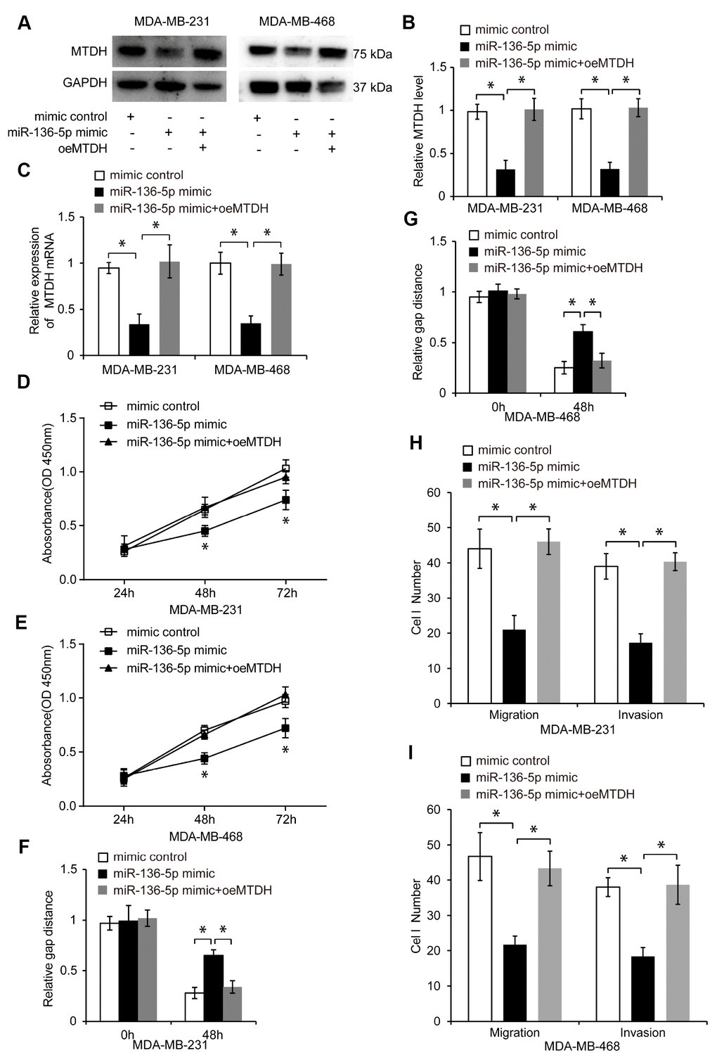 MiR-136-5p inhibits proliferation, migration, and invasion of TNBC cells through suppressing MTDH. (A, B) Western blot analyses in TNBC cells transfected with mimic control, miR-136-5p mimic, or miR-136-5p mimic plus oeMTDH. (C) Expression of MTDH in TNBC cells transfected with mimic control, miR-136-5p mimic, or miR-136-5p mimic plus oeMTDH. (D, E) CCK8 assay utilized to evaluate cell proliferation of TNBC cells transfected with mimic control, miR-136-5p mimic, or miR-136-5p mimic plus oeMTDH. (F, G) Wound healing assay used to determine migration of TNBC cells transfected with mimic control, miR-136-5p mimic, or miR-136-5p mimic plus oeMTDH. (H, I) Migration and invasion of TNBC cells transfected with mimic control, miR-136-5p mimic, or miR-136-5p mimic plus oeMTDH, analyzed by transwell assays. * p 