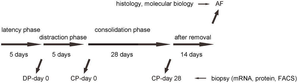 Analysis of biopsy tissue during DO. Illustration of the model: We performed DO of the lower limb on the C57/Bl6 mice. After surgery, there was a 5 days’ latency for the mice the recover. Afterwards, there was a 5 days’ distraction phase constituted by a rate of 0.5 mm’ distraction per 24 hours. After distraction phase, a 28 days’ consolidation phase was applied, followed by removal of external fixers and a 14 days’ delay for final analysis. In order to analyze macrophages during DO-induced bone regeneration, we took biopsy of the tissue in the surgical/regeneration area at day 0 of distraction phase (DP-day 0), day 0 of consolidation phase (CP-day 0) and day 28 or consolidation phase (CP-day 28).