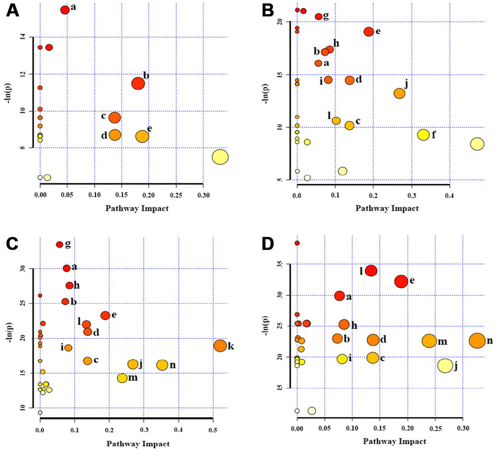 Significantly altered metabolic pathways in the four groups of HUVEC cells compared to the P3 group. (A) P6 vs. P3; (B) P10 vs. P3; (C) P14 vs. P3; (D) P18 vs. P3. A bubble represents an identified metabolic pathway. The bubble size is proportional to the pathway impact value (PIV), with the color denoting the statistical significance [-ln(p)] from highest (in red) to lowest (in white). Metabolic pathways with -ln(p) > 8 and PIV > 0.03 were identified to be significantly altered metabolic pathways, including: a, glycerophospholipid metabolism; b, pantothenate and CoA biosynthesis; c, inositol phosphate metabolism; d, pyruvate metabolism; e, glycine, serine and threonine metabolism; f, taurine and hypotaurine metabolism; g, aminoacyl-tRNA biosynthesis; h, propanoate metabolism; I, purine metabolism; j, β-Alanine metabolism; k, glanine, aspartate and glutamate metabolism; l, arginine and proline metabolism; m, glutathione metabolism; n, glutamate and glutamine metabolism.