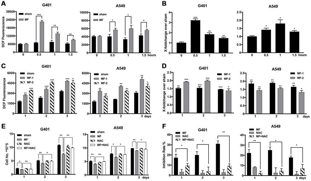 Elevated levels of ROS induced by MF exposure and use of ROS scavenger to decrease the antitumor effect. (A, B) G401 and A549 cells were subjected to MF exposure protocol in Supplementary Table 1, or sham exposure, 2 h daily for 3 consecutive days. ROS levels were measured daily after termination of exposure, shown either in the absolute value of fluorescence emission (A), or in fold of change from the MF group over the control group (B). (C, D) In G401 and A549 cells, during the 3-day exposure procedure, ROS levels were measured either right after exposure terminated (group MF-1), or on the next day after termination of exposure for 24 h (group MF-2). ROS levels were indicated either in the absolute value of fluorescence emission (C), or in fold of change (D). (E, F) G401 and A549 cells were subjected to the same exposure protocol, with or without incubation with NAC (1 mM). Cell growth curves (E) and the calculated inhibition rates (F) are presented. Data are expressed as mean ± SD (n=5). *: P