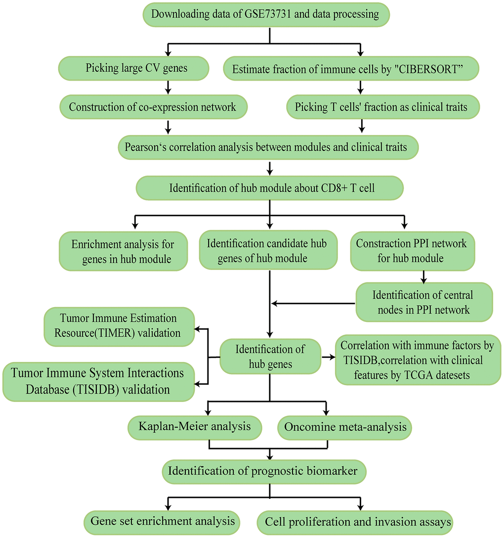 The workflow of the study.