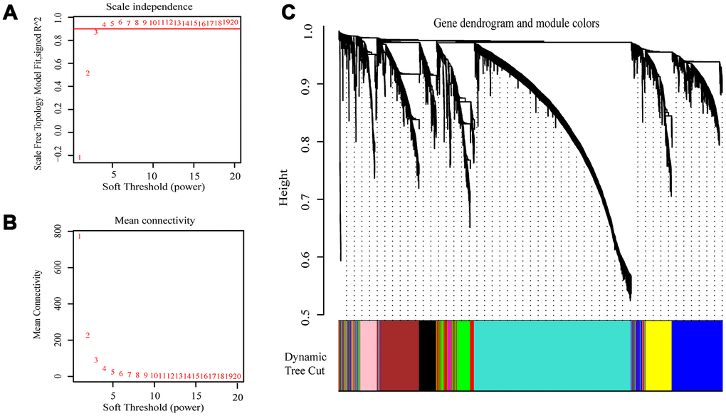 Selection of the appropriate beta value to construct a hierarchical cluster number. (A) Analyze the scale-free fit index of the 1-20 soft threshold power (β). (B) Analyze the average connectivity of 1-20 soft threshold power. (C) Genes are grouped into various modules by hierarchical clustering, and different colors represent different modules.