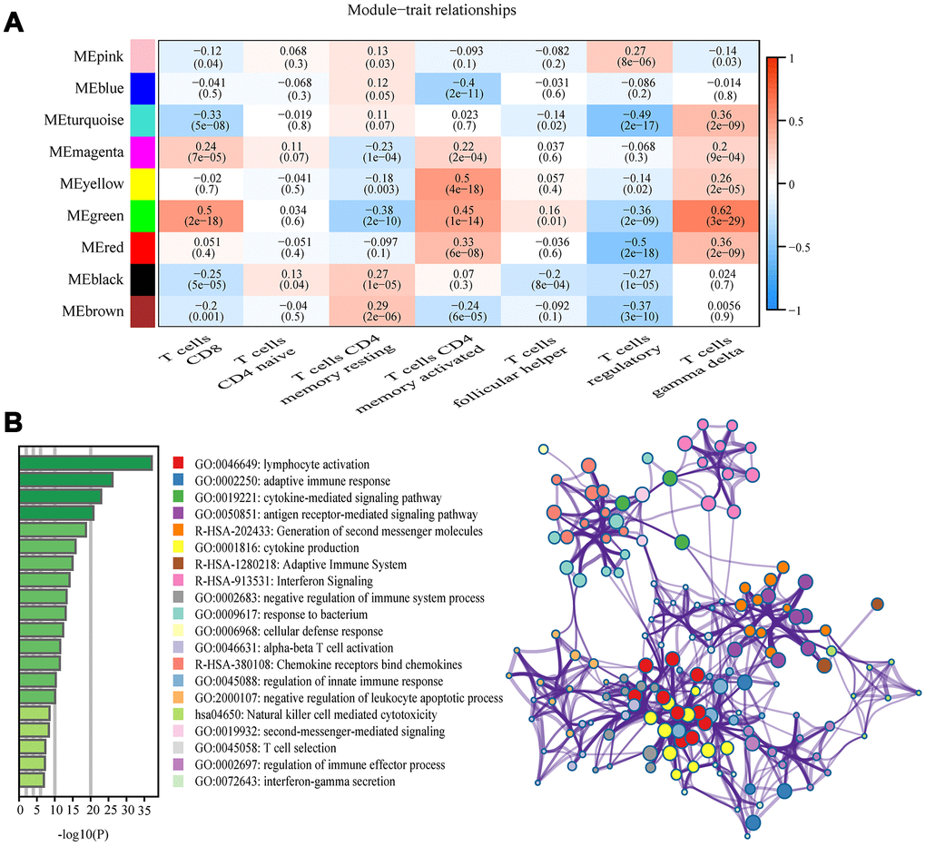 Key modules and feature notes. (A) Heatmap shows correlations of module eigengenes with T-cell infiltration. (B) The first 20 enriched terms are shown as a bar chart on the left. The network diagram on the right is constructed with each enrichment term as a node and the similarity of the node as the edge. Nodes with the same cluster ID are the same color.