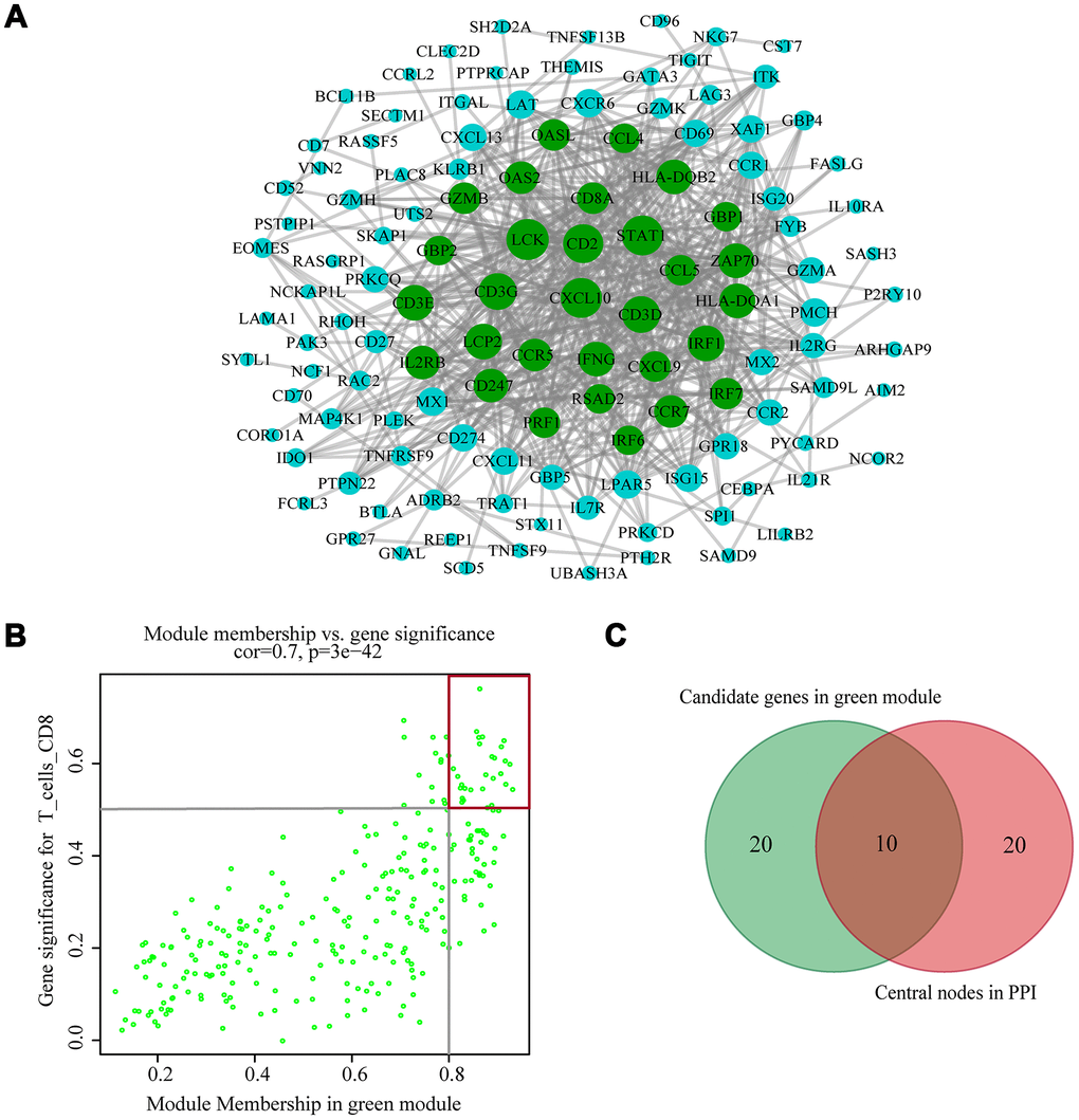 Identification of hub genes. (A) PPI network of genes from the green module. The higher the number of connected nodes, the larger the size of the node. The green nodes represent a central node with more than 15 connections. (B) A scatter plot of the genes in the green module. Each green dot represents a gene, and dots within the red box indicate genes of Module Membership > 0.8 and Gene Significance > 0.5. (C) Hub genes were selected based on overlap between PPI and co-expression networks.