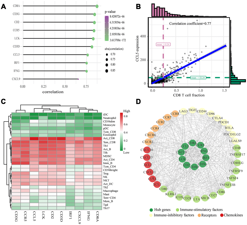 Validation of hub genes and PPI map construction. (A) Relationship between 10 hub genes expression and CD8+ T cell infiltration level; P B) Scatter plot of CCL5 expression and CD8+ T cell infiltration level. (C) The heat map shows the correlation between the ten identified hub genes and the TIICs from the TISIDB database. The redder color indicates a higher correlation, and greener color indicates a lower correlation. (D) Protein-protein interaction map of the ccRCC immune microenvironment.