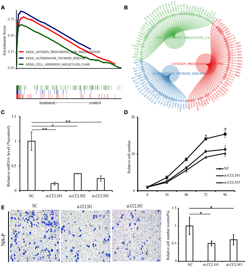 GSEA and experiment of CCL5. (A) The above picture shows the enrichment fractional broken line of the three pathways, and the lines in the lower figure correspond to the genes of each pathway. (B) The circle diagram shows three enrichment pathways and the core genes that play a role in the enrichment process. The larger the circle corresponding to each gene, the larger the rank metric score value. (C) The relative mRNA levels of normal control and si-CCL5 of 769-P cells. (D) The results of CCK-8 assay showed decreased proliferation ability of 769-P cells when treated with si-CCL5. (E) The invasion assay results showed decreased invasion ability of 769-P cells treated with si-CCL5.