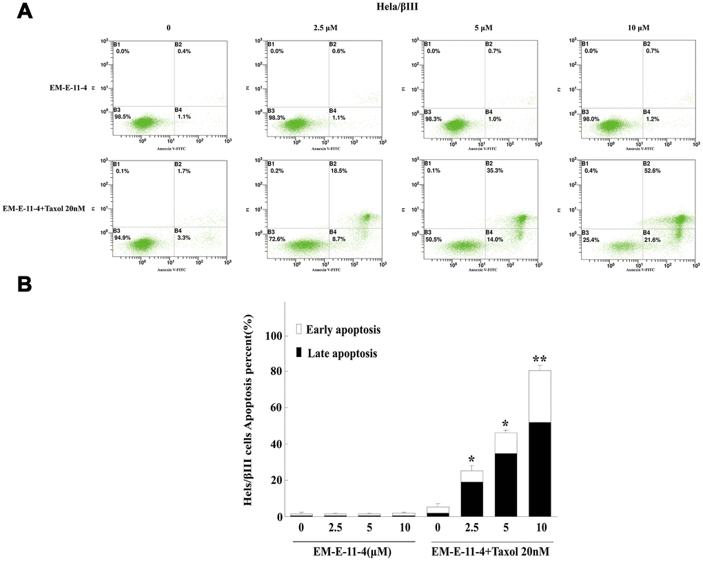 Apoptosis detected by Annexin V-FITC/PI binding assay (48 h) in Hela/βIII cells. (A) Apoptosis induction by EM-E-11-4 (2.5, 5, and 10 μM) combined with or without 20 nM paclitaxel in Hela/βIII cells. (B) The percent apoptosis of Hela/βIII cells. Columns represent the means±SD values for apoptotic cells obtained from three individual experiments. * pp