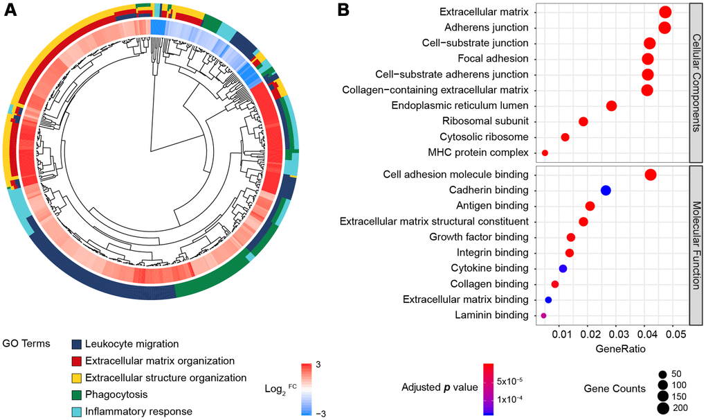 GO enrichment analysis of the DEGs from the RNA-Seq datasets of TCGA and GTEx. (A) GO Cluster. The inner dendrogram indicates the hierarchical clustering of the gene expression profiles, the outer circle represents the log2FC of each DEG, with the color corresponding to the gene level, and the outermost circle represents the GO BP terms assigned to the gene. (B) The 10 most significantly enriched CC and MF terms. The size of a circle indicates the number of enriched genes, and its color corresponds to the adjusted p value.