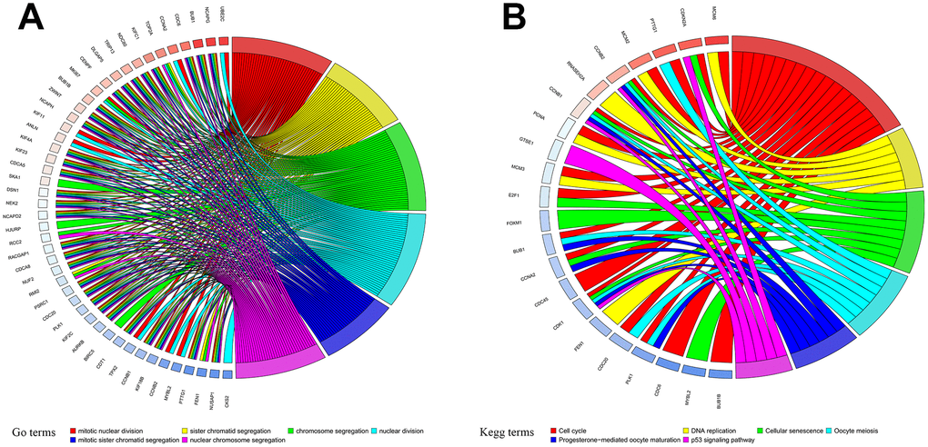 Functional annotation of primary differentially expressed genes (DEGs). (A) Gene Ontology (GO) functional annotation and (B) Kyoto Encyclopedia of Genes and Genomes (KEGG) pathway enrichments for DEGs.