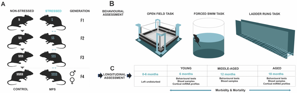 MPS rat lineages and experimental design. (A) The MPS lineage was generated by stressing pregnant dams over four consecutive generations (F0, F1, F2, F3) to produce multigenerationally stressed (MPS) F4 offspring. Yoked non-stress CONTROL F4 offspring were generated in parallel. (B) Behavioural phenotype was assessed in open field exploratory behaviour, forced swim task learned helplessness, and ladder rung skilled walking. (C) MPS and CONTROL F4 generations were used for a mixed longitudinal experiment with tests at 6, 12 and 18 months of age.