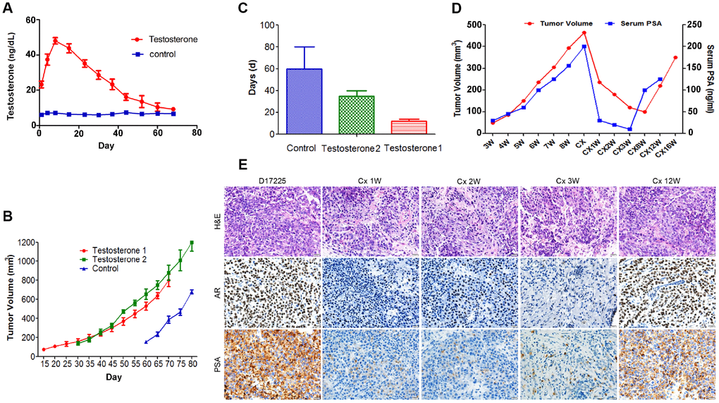 Characteristics of the hormone-naïve D17225 PDX model. (A–C) Factors influencing the establishment of the PDX model. (A) Change in testosterone levels in androgen-implanted mice. (B) Effect of supplementation with androgen on PC tumor growth. (C) Effect of supplementation with androgen on the growth latency of the PC tumor. Results are shown as the means ± SD (n = 5). (D–E) Induction of CRPC in the D17225 PDX model. (D) Tumor volumes of D17225 xenografts and mouse serum PSA levels at various time points before, during, and after castration-induced CRPC development. (E) H&E staining of D17225 tumor sections, and the levels of AR and PSA in tumor sections (IHC analysis) at various time points before and after host castration and in recurrent tumors. The scale bar indicates 100 mm. Cx indicates castration weeks.