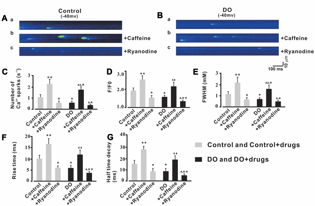 Ca2+ sparks activity was increased by caffeine and was decreased by ryanodine in both unafflicted control and DO myocyte treatment groups. (A, B) Representative Ca2+ sparks recorded in control (A) and DO (B) detrusor myocytes before and after exposure to10 μM caffeine (Ca2+ spark activator) (b) and before and after exposure to 10 μM ryanodine (Ca2+ spark inhibitor) (c). (C–G) provide summary data for Ca2+ spark frequency, F/F0, FWHM, rise time, and half-time decay of the control and DO destrusor unafflicted samples for treatments with caffeine (10 μM) and ryanodine (10 μM). To record the Ca2+ sparks, we clamped detrusor myocytes at -40 mV. We used one-way ANOVA for comparisons between groups. VS control, *P 