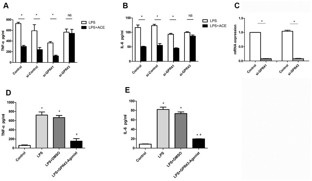 The protective effects of acetate depended on GPR43 expression (n=3 independent experiments). After being treated with si-GPR41 or si-GPR43 for 48 h, BV2 cells were stimulated for 6 h with LPS, with or without subsequent acetate treatment, and the supernatants were examined by ELISA. (A) Bar graph depicts the expression of TNF-α in the different groups. (B) Bar graph displays the protein levels of IL-6 in the four groups. (C) The interference efficiencies of si-GPR41 and si-GPR43 were assessed based on the respective mRNA levels in BV2 cells. (D) Bar graph displays the expression of TNF-α in cells treated with the GPR43 agonist (10 μM). (E) Bar graph displays the protein levels of IL-6 in cells treated with the GPR43 agonist. Data are expressed as the mean±SEM, *P