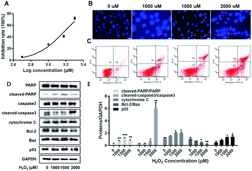 The establishment of the lesion model for HUVECs. (A) The inhibition rate of HUVECs exposed to H2O2 at varied concentrations (0, 500, 1000, 1500 and 2000 uM) were detected by CCK8 assay. (B) HUVECs exposed to H2O2 at varied concentrations (0, 1000, 1500 and 2000 uM) were visualized according to Hoechst staining kit assay. The red arrows indicate nuclear condensation or apoptosis. (C) The apoptosis rate of HUVECs exposed to H2O2 at varied concentrations (0, 1000, 1500 and 2000 uM) were detected by flow cytometry assay. (D) With the enhanced concentrations of H2O2 (0, 1000, 1500 and 2000 uM), the expression levels of cleaved-PARP/PARP, cleaved-caspase3/caspase3, cytochrome C, Bcl-2, Bax and p53 were detected by western blot assay. (E) The corresponding grey-scale maps of (D) were shown. *, PPP