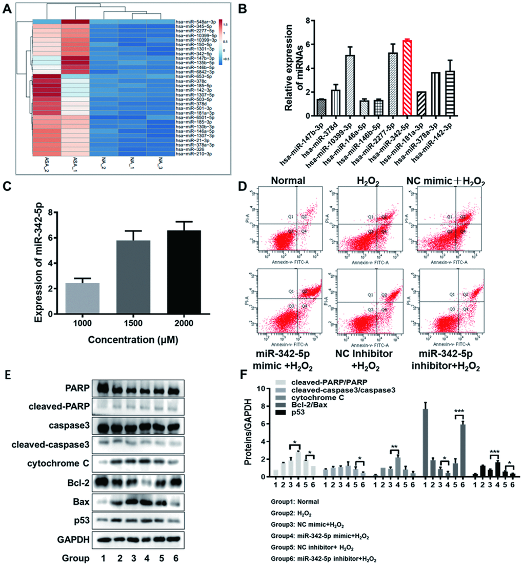 The screened miR-342-5p facilitated the apoptosis of HUVECs impaired by H2O2. (A) The heat map of top-30 upregulated miRNAs ranked by log2FC value in RNA-sequencing analysis was generated by the online tool ClustVis. (B) The expression levels of ten candidate miRNAs were determined in HUVECs impaired by H2O2 (1500 uM) by qRT-PCR assay. The relative expression of has-miR-342-5p achieved the highest among these ten miRNAs. (C) The expression of miR-342-5p was detected with the gradually increasing concentrations of H2O2 (1000, 1500 or 2000 uM) to treat HUVECs. Results indicated that miR-342-5p expression increased along with the increasing concentration of H2O2. (D) HUVECs were separately transfected with miR-342-5p mimic, inhibitor and their corresponding NC, followed by treating with 1500 uM of H2O2. Their apoptotic rates were then analyzed by flow cytometry assay. The apoptosis rate was increased in miR-342-5p mimic group (miR-342-5p mimic+H2O2) and decreased in miR-342-5p inhibitor group (miR-342-5p inhibitor+H2O2) when separately compared to their corresponding NC group. (E) HUVECs were separately transfected with miR-342-5p mimic, inhibitor and their corresponding NC, followed by treating with 1500 uM of H2O2. The well-known apoptin (PARP, caspase 3, cytochrome C, Bcl-2, Bax and p53) in treated HUVECs was evaluated by western blot assay. The expression levels of cleaved-PARP/PARP, cleaved-caspase3/caspase3, cytochrome C, and p53 were elevated while the ratio of Bcl-2 to Bax was declined in miR-342-5p mimic group (miR-342-5p mimic+H2O2). Opposite results were obtained in miR-342-5p inhibitor group (miR-342-5p inhibitor+H2O2). (F) The corresponding grey-scale maps of (E) were shown. *, PPP