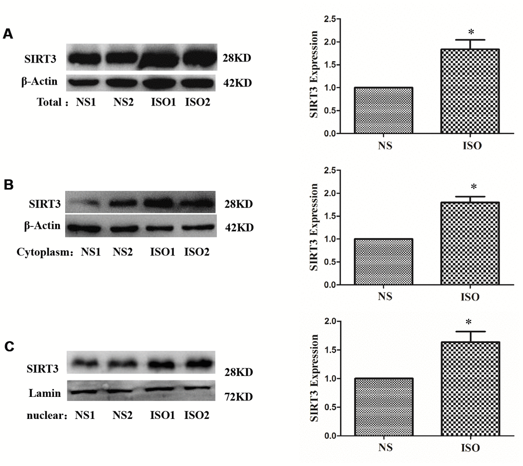 Distribution of SIRT3 in cytoplasm and nuclear of SD rat heart tissues. SD rats of ISO group were subjected to subcutaneous injections of 1.5 mg/kg/d isoproterenol for 7 d. The control group was given the same dose of saline. Total, cytoplasm and nuclear fraction of protein were extracted, and the protein expressions of SIRT3 were detected in total (A), cytoplasm (B) and nuclear (C) by western blot. Data were presented as means±SE. *Pn=4 independent experiments.