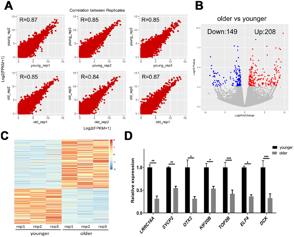 scRNA-seq of younger and older matured human oocytes. (A) Scatter plot compares the amount of scRNA-seq gene expression (FPKM) between different biological replicates. The spearman correlation coefficients are shown. (B) DEGs between oocytes of younger (27.0 ± 1.0 years, n = 3) and older women (43.3 ± 2 years, n = 3) are shown in the volcano map. Genes that express higher (up-regulated) in older female oocytes are shown in red, and genes that are lower (down-regulated) are shown in blue. (C) The gene expression profile heat map divided 357 DEGs into two groups, with up-regulated expression (red) and down-regulated expression (blue) in older women. The color corresponds to the z-score per gene calculated from FPKM. (D) A total of 7 DEGs were selected for qRT-PCR validation, unpaired two-tailed t-test.