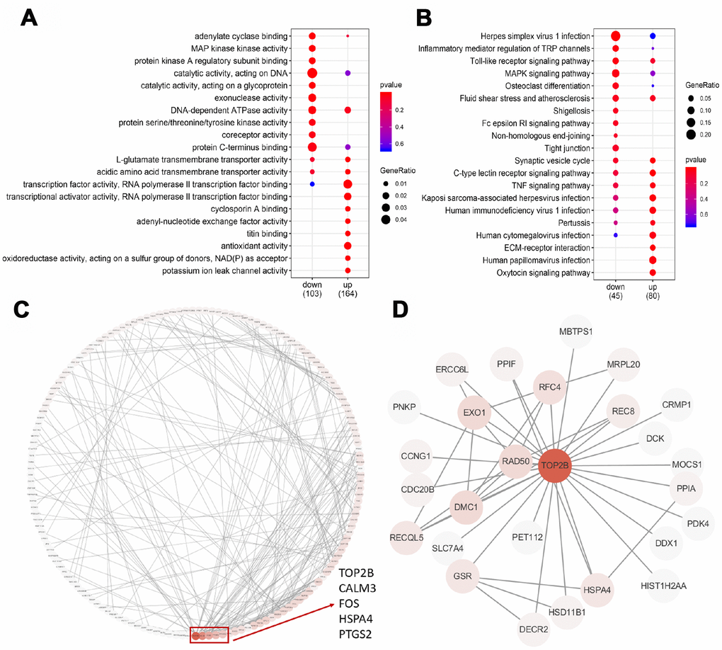 GO, KEGG and PPI analysis of DEGs. (A) The top 20 GO terms were presented in the enrichment analyses of DEGs within the older oocytes. (B) The top 20 KEGG pathways were presented in the enrichment analyses of DEGs within the older oocytes. (C) Using the STRING online database, a total of 181 DEGs were filtered into the DEGs PPI network complex. The red box encloses a gene with more than 10 proteins interacting with the protein. (D) PPI subnetworks of TOP2B.