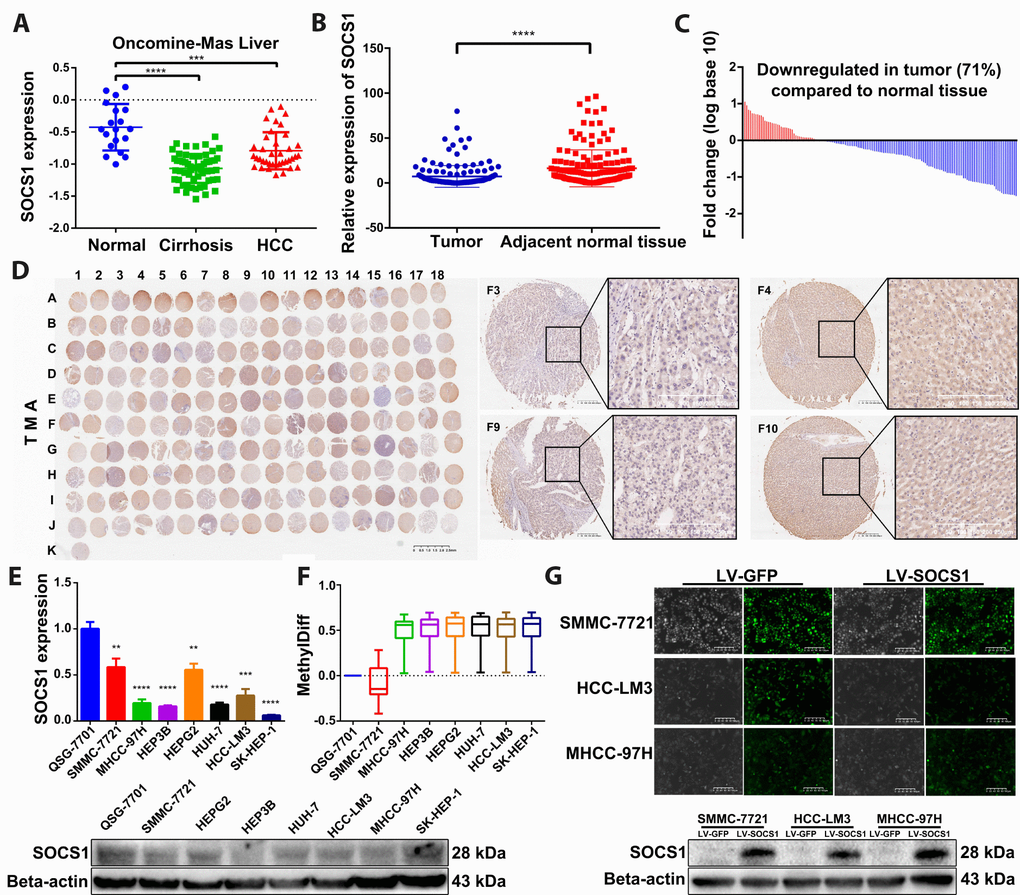 SOCS1 expression levels in HCC and normal tissues. (A) Oncomine-Online Platform (https://www.oncomine.org) showed reduced SOCS1 expression in HCC and paired normal liver tissues. ***P B, C) In 159 pairs of tissues, SOCS1 expression was apparently downregulated in tumours compared with adjacent liver tissues. ****P D) Immunohistochemical analysis of SOCS1 expression in 90 paired HCC (Odd number) and normal liver tissues (Even number). (E) The level of SOCS1 mRNA and protein expression was reduced in SMMC-7721, MHCC-97H, Hep3B, HepG2, Huh-7, HCCLM3 and SK-Hep-1 cells. ** P F) The level of SOCS1 methylation increased in most HCC cell lines. (G) SMMC-7721, HCC-LM3 and MHCC-97H cells showed successful stable overexpression of SOCS1.