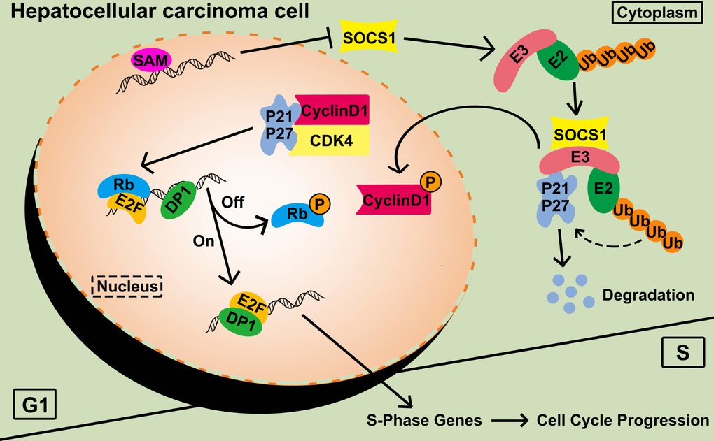 Functional diagram representing the function of SOCS1 in HCC. SAM: S-adenosyl methionine; P: phosphorylation; Ub: ubiquitination.