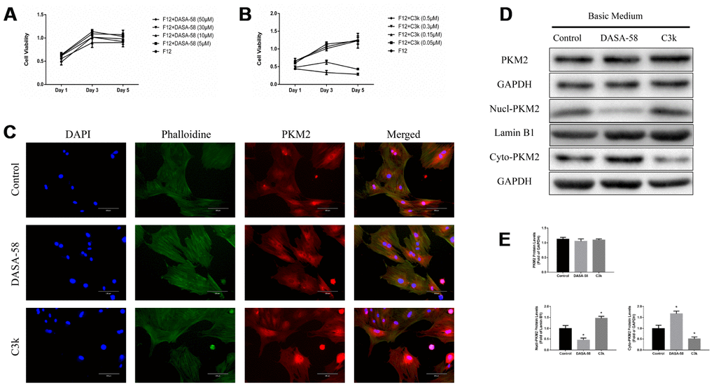 Verifying changes in PKM2 expression when treated with DASA-58 or C3k. (A, B) BMSCs were cultured with different concentration of DASA-58 (0, 5, 10, 30, 50 μM) or C3k (0, 0.05, 0.15, 0.3, 0.5 μM) for 1, 3 and 5 days. BMSCs viability was assessed by CCK-8 assays. (C) After 4 days culturing with DASA-58 (30μM) or C3k (0.15 μM), PKM2 immunofluorescence staining on BMSCs was conducted. (D, E) BMSCs were treated with DASA-58 (30μM) or C3k (0.15 μM) for 7 days. Total proteins, nuclear proteins and cytoplasm proteins were extracted, then total PKM2, nucl-PKM2 and cyto-PKM2 were measured by western blot and quantified. All the experiments have been repeated independently at least 3 times. Data are represented as mean ± SD. *P 