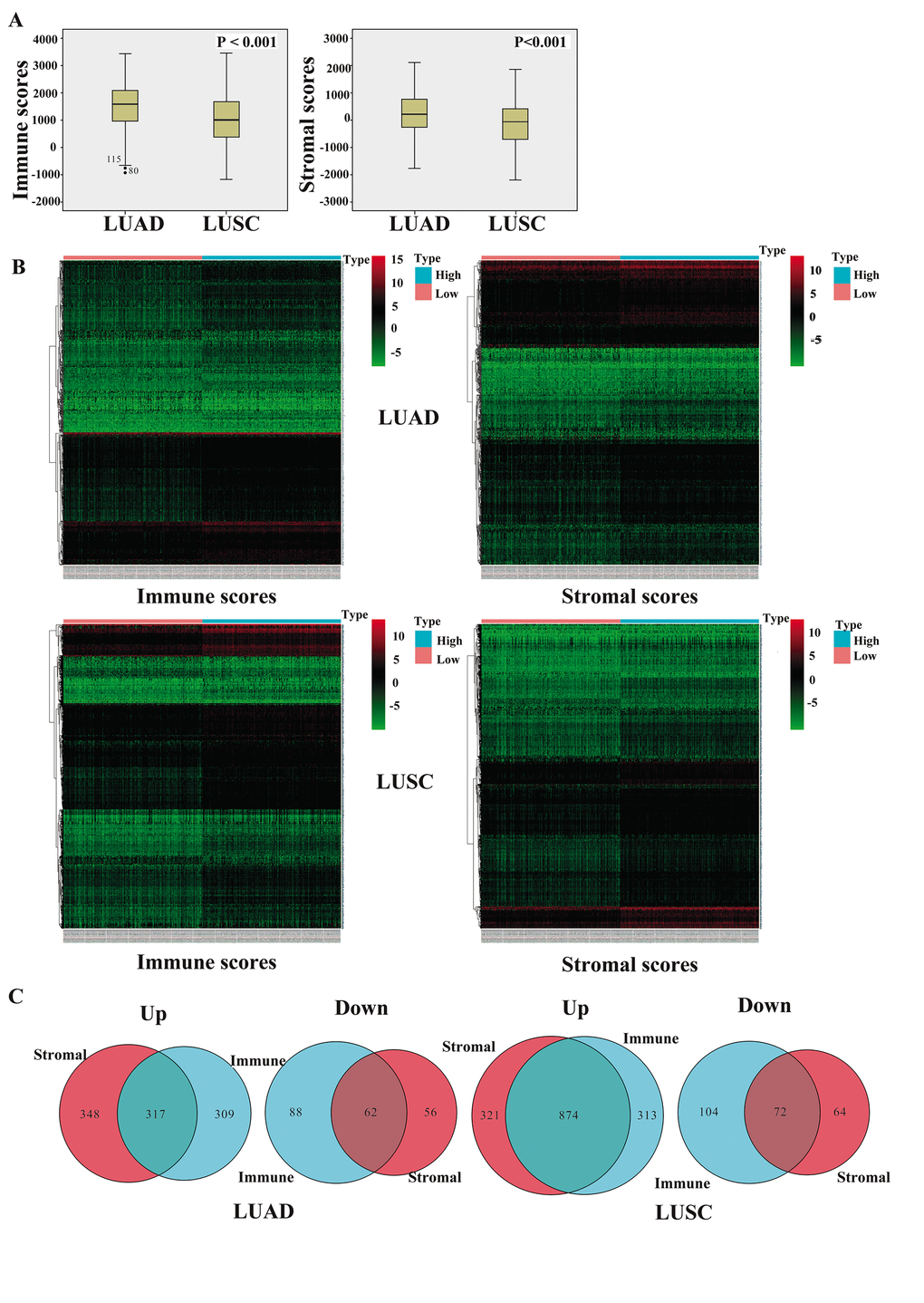 Comparison of gene expression profiles with immune and stromal scores of NSCLC subtypes. (A) The box-plot shows that there is significant difference between LUAD and LUSC at the levels of the immune scores and stromal scores (P B) Heatmap of significantly differentially expressed genes based on immune and stromal scores. Genes with higher expression are shown in red, those with lower expression are shown in green, and those with the same expression level are in black. All results were screened at fold change > 2, P C) Venn diagram analysis of aberrantly expressed genes based on immune and stromal scores. NSCLC, non-small cell lung cancer; LUAD, lung adenocarcinoma; LUSC, lung squamous cell carcinoma.