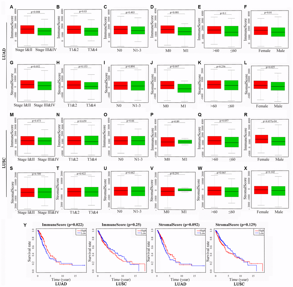 Associations of immune and stromal scores with clinical characteristics and prognosis in NSCLC subtypes. The LUAD and LUSC cases were respectively divided into groups with high or low median immune or stromal scores. The results represent their correlation with clinical characteristics in LUAD (A–L) and LUSC (M–X), respectively, and their correlation with overall survival in LUAD and LUSC (Y). P 