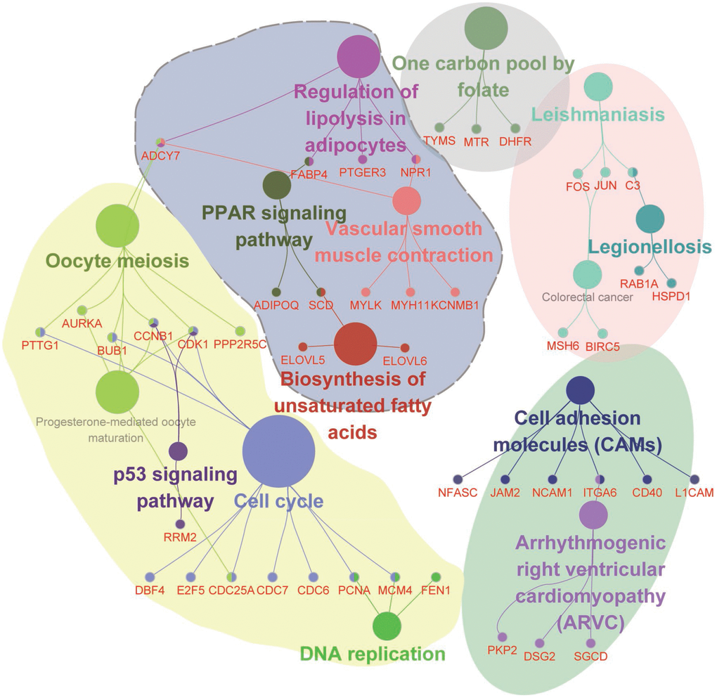 Functional enrichment analysis for RNAs involved in the ceRNA network. Functional enrichment modules are represented in different colors.