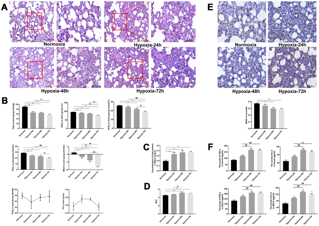 Dynamic changes in hypoxic lung injury-related indicators. (A) H&E staining of rat lung tissue. Magnifications of the same section (200X and 400X) are shown. (B) Analysis of arterial blood gasses. (C, D) Measurements of total protein concentration in BALF and lung tissue W/D. (E) Immunohistochemical staining of occludin in rat lung tissue (400X). (F) ELISA analysis of IL-6 and TNF-α levels in serum and BALF. Data are mean ± SEM. **P #P ##P &P &&P 