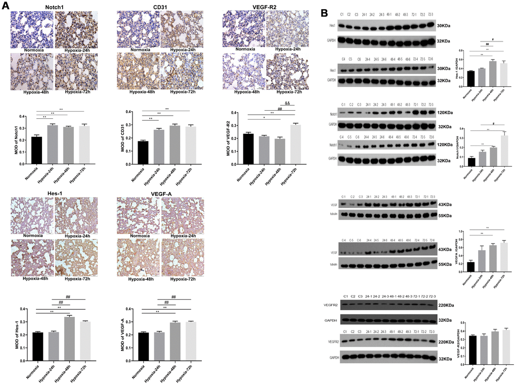 Expression of VEGF/Notch pathway-related proteins and CD31 in rat lung tissues. (A) Immunohistochemical staining of Notch1, CD31, and VEGFR2 (400X), and VEGF-A and Hes-1 (200X). (B) Western blotting analysis of Hes-1, Notch1, VEGF-A and VEGFR2 expression in rat lung tissue. Data are mean ± SEM. *P**P#P##P&&P