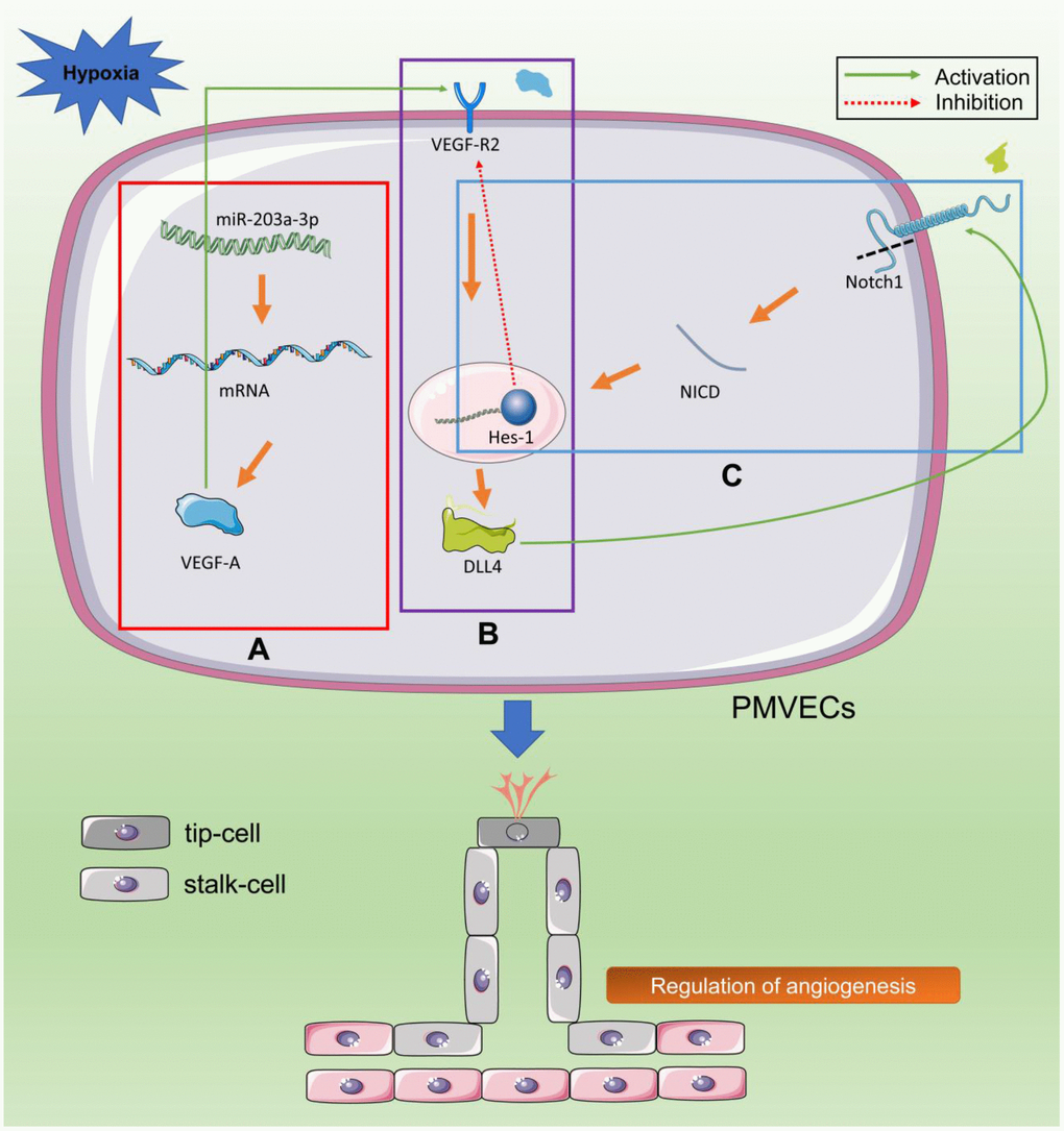 Hypoxia stimulates VEGF/Notch signaling by downregulating miR-203a-3p expression. (A) Hypoxia upregulates the expression of VEGF-A and downregulates the expression of its negative regulator miR-203a-3p (red box). (B) VEGF-A binds and activates VEGFR2 in tip cells, leading to the activation of the Dll4 promoter (purple box). (C) Dll4 activates Notch1 receptor in neighboring stem cells. Gamma secretase (GS) cleaves the Notch1 receptor intracellular domain (NICD), which is transferred to the nucleus to enhance the expression of transcription factors (TFs) such as Hes-1. These TFs inhibit the expression of VEGFR2 in stem cells and promote the expression of downstream genes that regulate budding, proliferation, and differentiation of PMVECs (blue box).