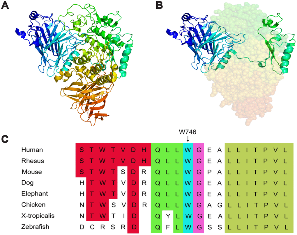 3D structure of lysosomal alpha-glucosidase and conservation of the missense mutation among different species. (A) the normal 3D structure of lysosomal alpha-glucosidase. (B) the 3D structure of lysosomal alpha-glucosidase resulting from the frameshift mutation, shaded part can not expression because of premature translation termination. (C) the missense mutation reported in this study is highlighted by a blue rectangle, illustrating that the p.Trp746Cys mutation is in a highly conserved region.