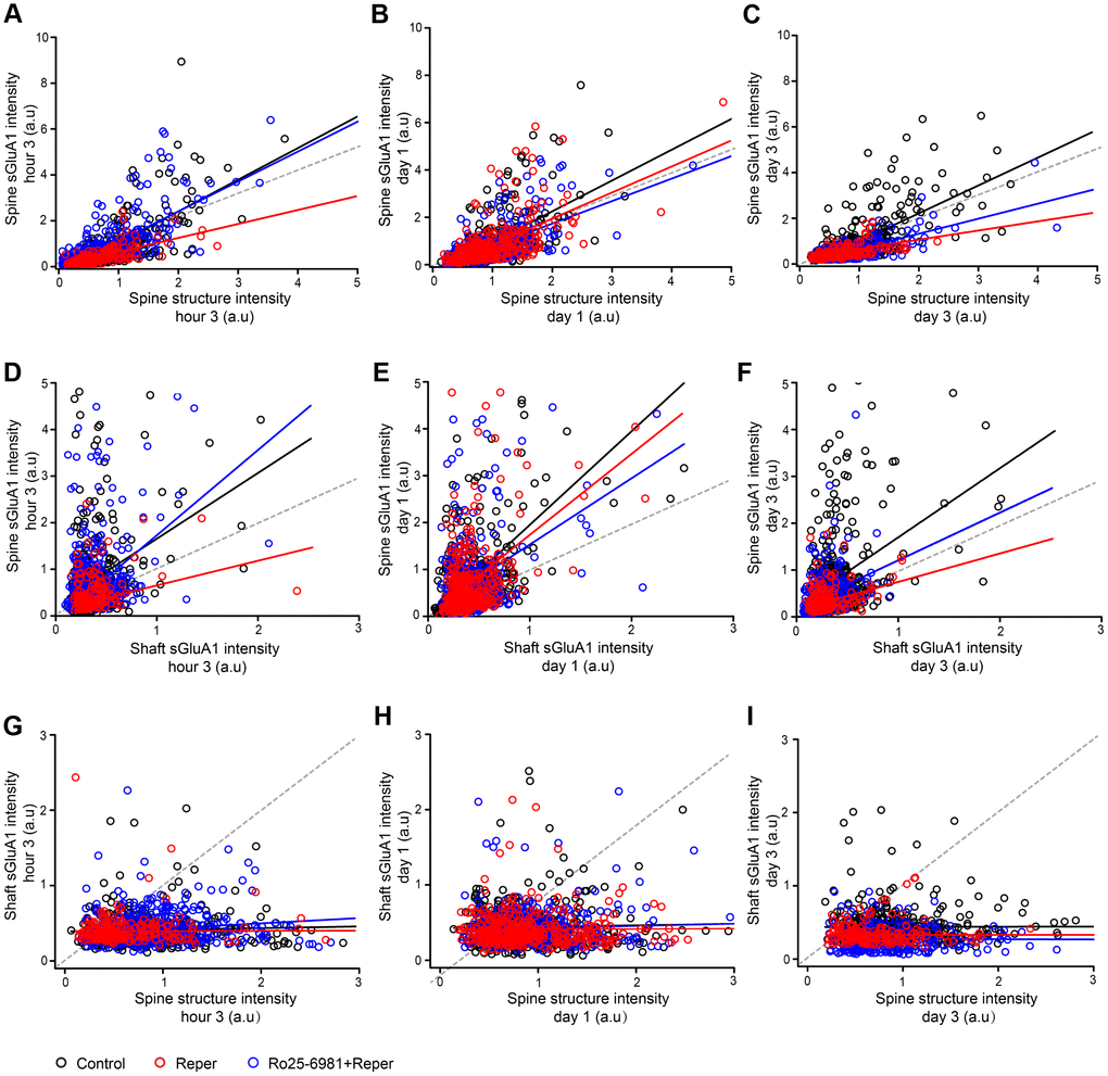 Ro25-6981 rescues the changes in spine sGluA1 with shaft sGluA1 and spine size following BCAL. (A–C) Correlation between spine sGluA1 intensity and spine structure intensity at the 3rd hour (A), on the first day (B) and the 3rd day (C) of ischemia-reperfusion in control, Reper and Ro25-6981-treated mice. (D–F) Correlation between spine sGluA1 intensity and shaft sGluA1 intensity at the 3rd hour (D), on the first day (E) and the 3rd day (F) of ischemia-reperfusion in control, Reper and Ro25-6981-treated mice. (G–I) Correlation between shaft sGluA1 intensity and spine structure intensity at the 3rd hour (G), on the first day (H) and the 3rd day (I) of ischemia-reperfusion in control, Reper and Ro25-6981-treated mice. The 3rd hour n= 342 spines in 5 control mice, n= 418 spines in Reper mice, and n= 457 spines in 5 Ro25-6981-treated mice. The first day n= 425 spines in 5 control mice, n= 379 spines in Reper mice, and n= 411 spines in 5 Ro25-6981-treated mice. The 3rd day n= 410 spines in 5 control mice, n=283 spines in Reper mice, n= 274 spines in 5 Ro25-6981-treated mice. r, Pearson's linear correlation coefficient. p, Pearson's correlation t test.