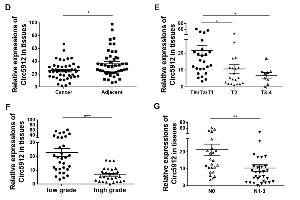 Lower circ5912 levels are associated with advanced bladder cancer. (D) Expression of circ5912 in 45 paired bladder cancer tissues; 58 bladder cancer tissues were evaluated and analyzed by: (E) stages, (F) tumor grade and (G) metastasis; (H) overall survival of 43 bladder cancer patients in following was analyzed based on the level of circ5912.