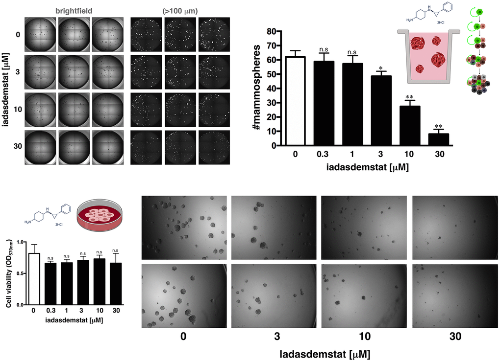 Iadademstat suppresses mammosphere formation in a basal-like established cell line. Figure shows representative microscope representations (×2.5 magnification) of mammospheres formed by MDA-MB-436 cells growing in sphere medium for 6 days in the absence or presence of graded concentrations of iadademstat. The number of mammospheres (>100 μm diameter) is expressed as means (columns) ± SD (bars). MTT uptake-based measurement of cell viability is expressed as percentages uptake (OD570) relative to untreated controls (=100% cell viability). The results are expressed as percentages means (columns) ± SD (bars). *P P 