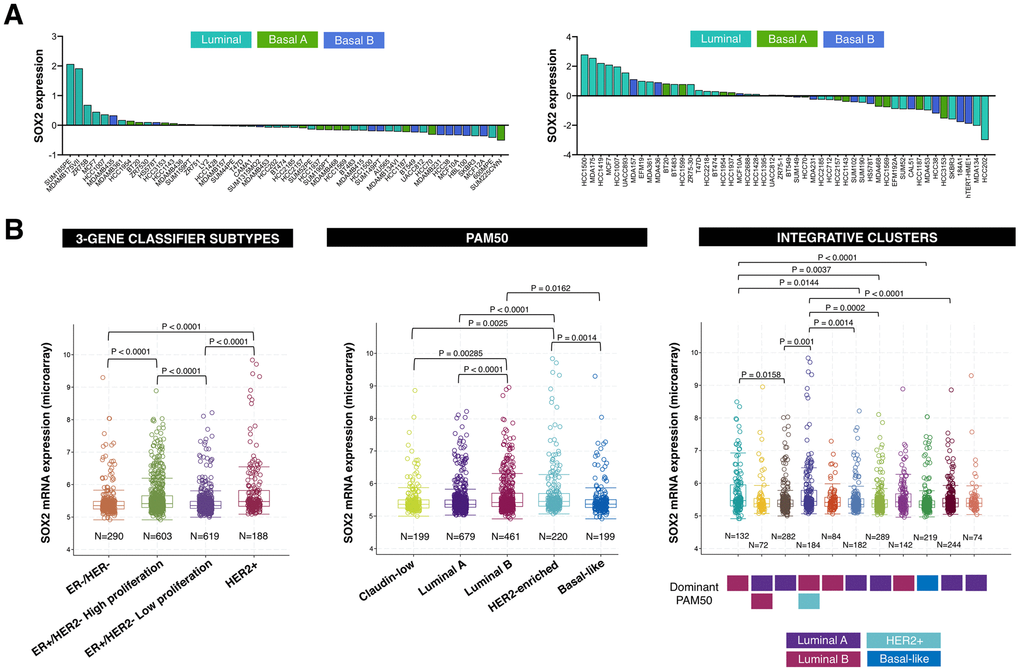 SOX2 expression is enriched in luminal-B and HER2-positive breast cancer subtypes. (A) Relative enrichment of SOX2 expression (213721