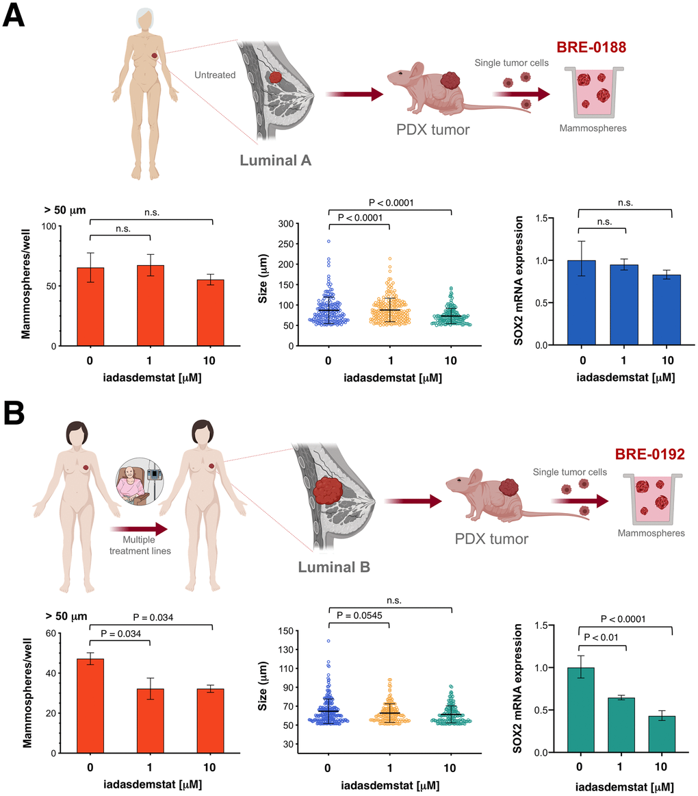 Iadademstat targets SOX2-driven CSC in breast cancer patient-derived xenografts. Cell2Sphere™ assays using BRE-0188 (A) and BRE-0192 (B) PDXs were performed as per the manufacturer’s instructions (http://stemtektherapeutics.com/en/cell2sphere#cell2 sphere