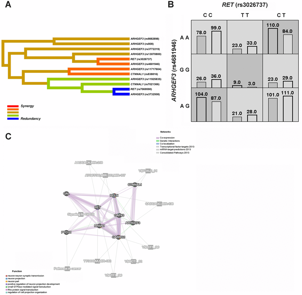 HSCR-related genetic interaction networks among RET, ARHGEF3, CTNNAL1 and our previously studied GAL, GAP43, NRSN1, PTCH1, GABRG2 and RELN gene. (A) The interaction dendrogram derived from MDR (Multifactor dimensionality reduction). Short connections among nodes represent stronger synergistic (red and orange) or redundant (green and blue) interactions. (B) In the two-factor best model, multilocus genotype combinations are linked to the altered HSCR risk. Darker-shaded cells represent higher risk combinations compared with lighter-shaded cells. Each cell denotes counts of HSCR subjects on left and controls on right. (C) The genetic interaction networks derived from GeneMANIA. The 9 HSCR-associated genes are linked to each other by the functional association networks in the GeneMANIA system.